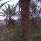  . للبيع نخل مسكاني مثمر وأصناف أخرى .