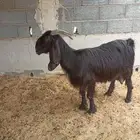 شاه دافع وفيها حليب