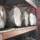 جربكسات امريكي تاهو .جمس.