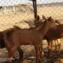 9تيوس جنوبيه دهم للبيع