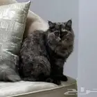 قطه للتبني بكامل أغراضها
