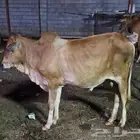 عجل للبيع