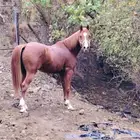 حصان جزيري حصان للبيع