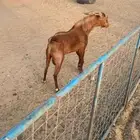 تيس ضايع اليوم من سوق الحويه