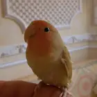 فرخ روز مفطوم