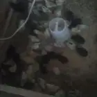 دجاج