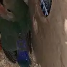 طير روز حجم وصحة ونظافة ما شاء الله ( تم البيع الحمدلله )