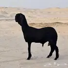 طلي جذع اسود سواكني من نوادر الطليان