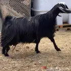 عنز عارضيه مشروكه شامي دافع