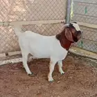 فحل ماعز بوقت