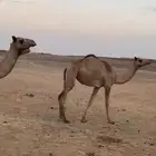 للبيع