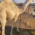 حاشي فاخر