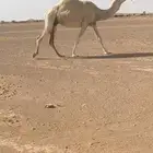ضروبه