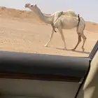 بكر لقحه