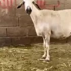 نعجه ذهبيه صنف