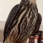 مطلوب جليميه