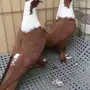 جوز لبناني منتج 