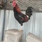 ديك أدبس ترثه تب