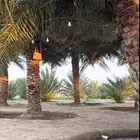 رطب اخلاص وادي فاخر خراف يومي ويوجد كميات ويوجد توصيل