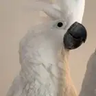 كوكاتو امبريلا جاموب