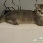 للبيع قط سكوتش