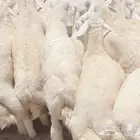 حريات فاخره لباب بيتك تيوس وسواكني