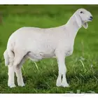 ذبايح ابو عبدلله