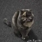 قطه سكوتش فولد للبيع عالسوم