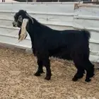 تيس جذع خصم