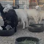 طليان مشاريع فحول وذبائح حرية
