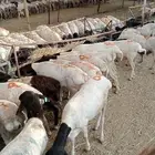 تيوس صومالية طول السنة جملة