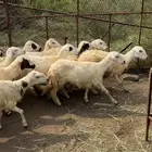 رخال للبيع