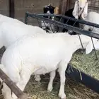 هرافى حري واسعار مناسبه