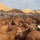 سواكن