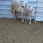 شاة بولدها