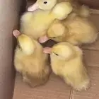 بط بكيني