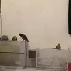 طيور 3 روز يسمين2 دره1