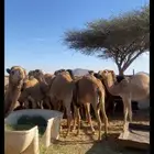 حشو للبيع