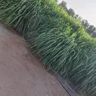 علف بونيكام و شتلات اسباني