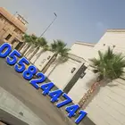 نخل واشنطونيا زينه