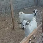 تيوس بيشيه جذعان للبيع