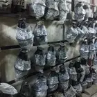 توضيب قيرات اتوماتيك وكورونا