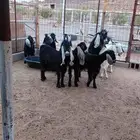 مراح عوارض تم البيع