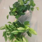 نباتات بوتس اسيوي داخلية