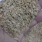 بذور صماء مغربل 45 ك