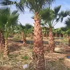 نخل واشنطن زينه للبيع