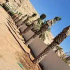 نخل عربي مثمر