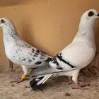 زوج بواز منتجات