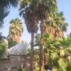 نخل واشنطونيا زينه درجه اولى ToP