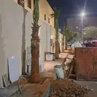 نخيل وشنطني